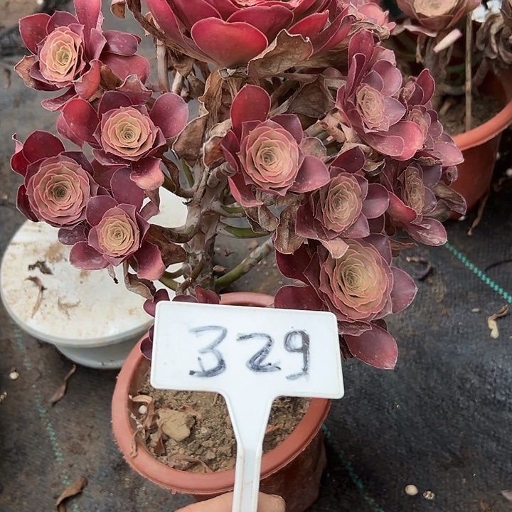 嘿***头多肉植物梅金法师