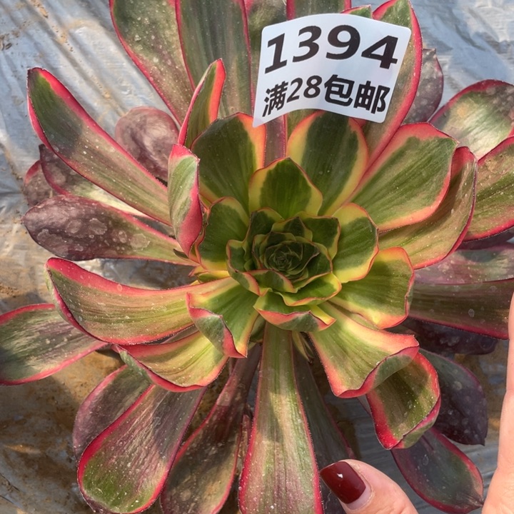 1394二号棚巫毒超白A