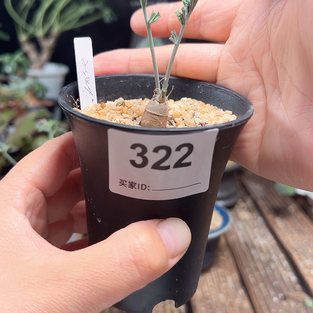 沉香鹿茸洋葵带盆包邮