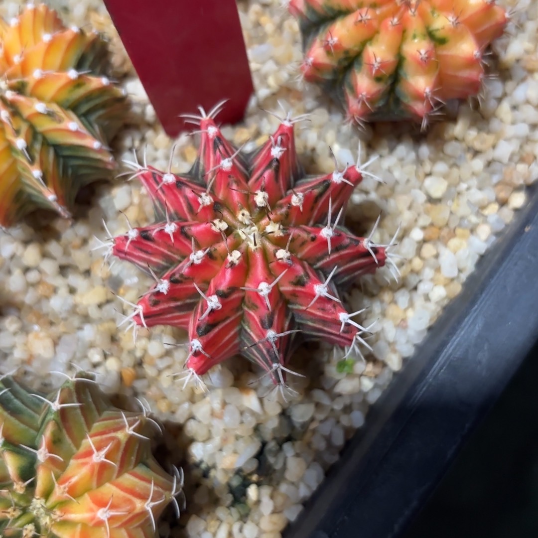 泰国米哈实生714-1205