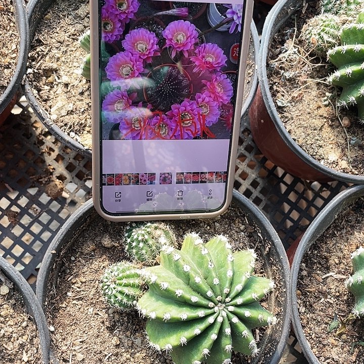 浓桃劲重瓣大花满冠