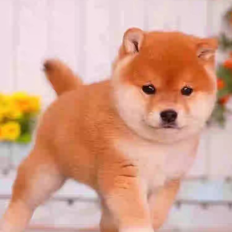 可爱柴犬活体幼犬等狗狗拍单时联系好客服