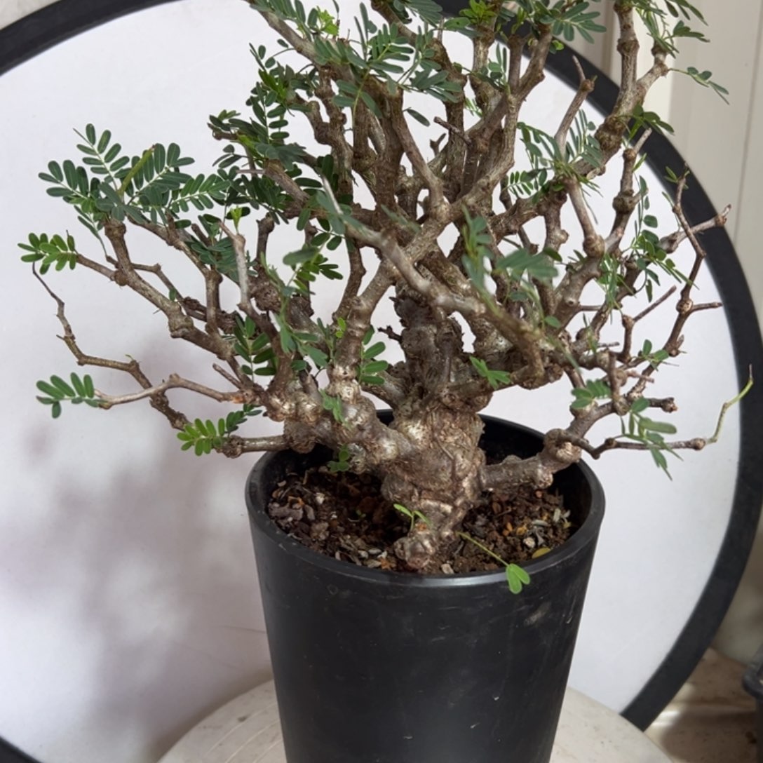 念珠苏木带盆1111111111