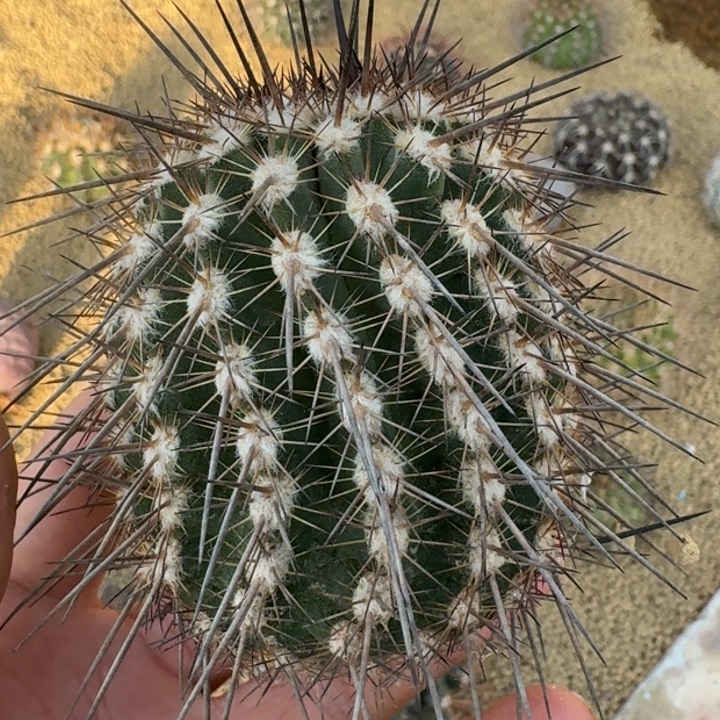 怪人铁塔有根666666666666