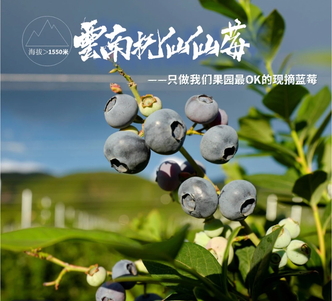 【M25花香神仙莓】云南抚仙仙莓400克+纯甜蓝莓 脆甜花香浓郁现摘发