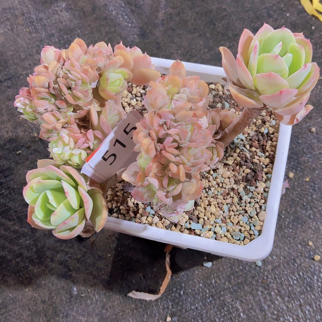 腐**果515骑兵缀化58元元