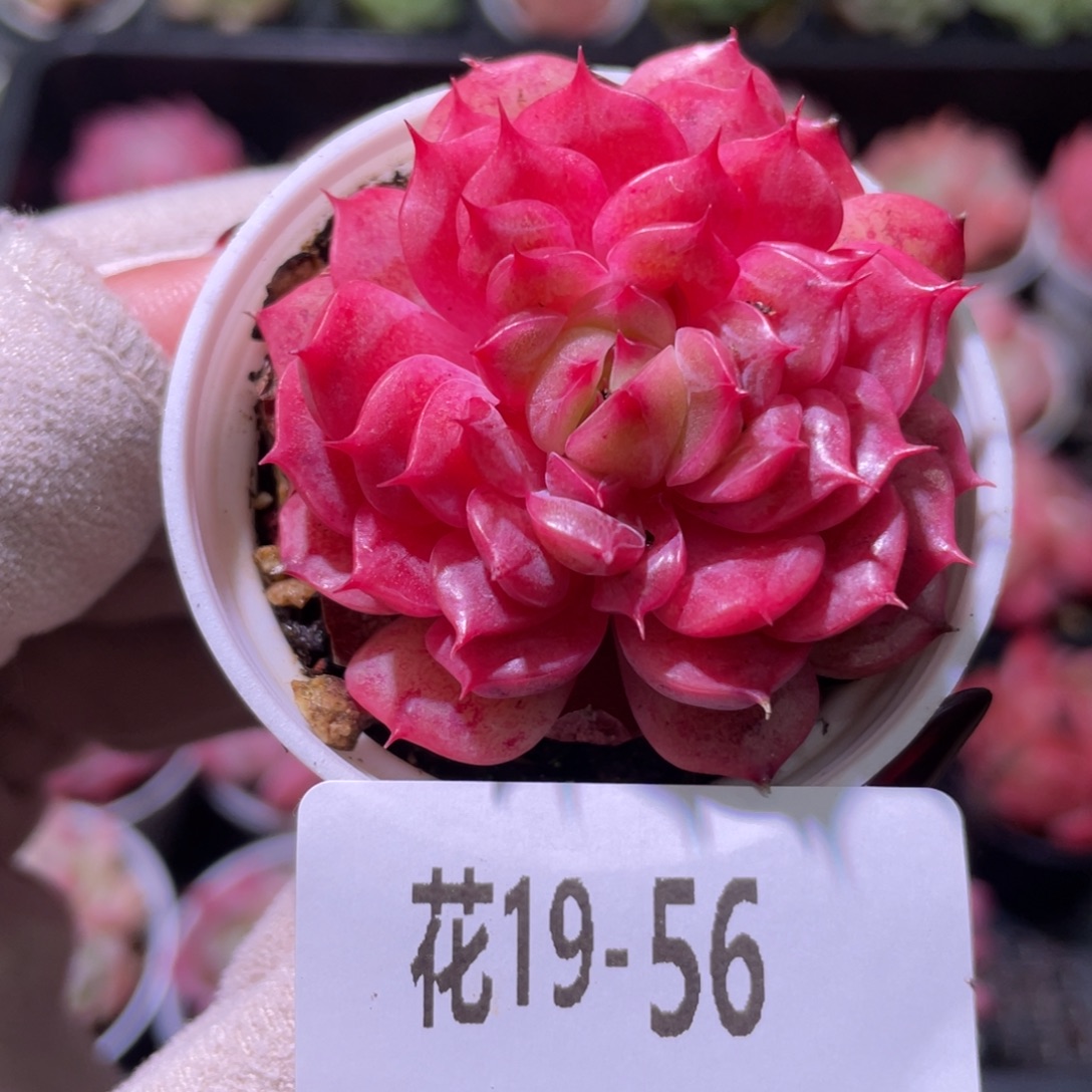 花利美19-56新麦秆