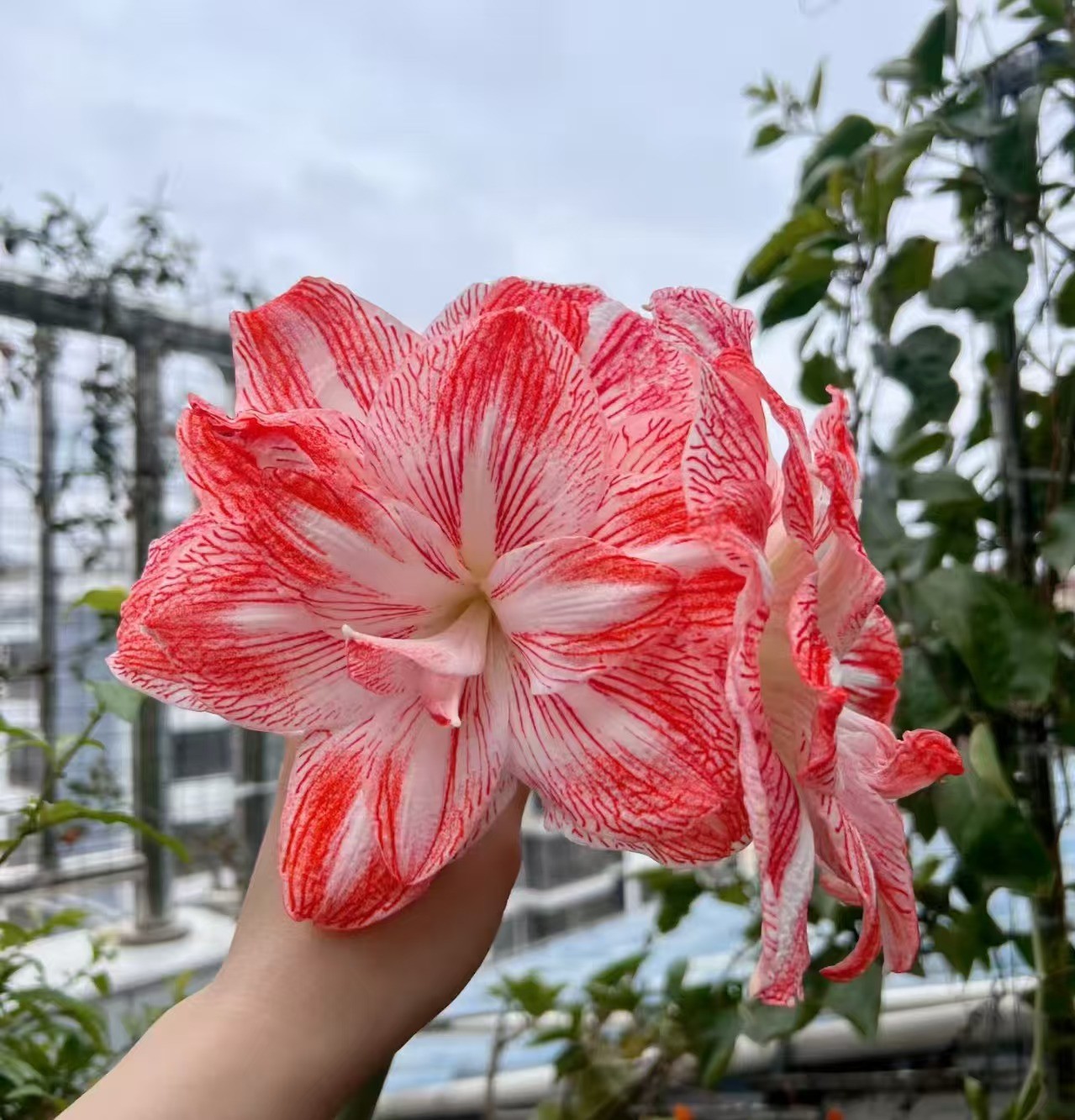逸植朱顶红【联合荣耀】 重瓣种球