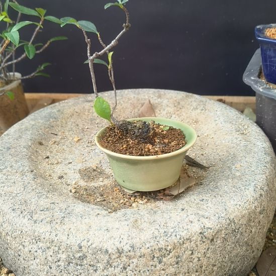 落***寞无花朵海  岛  春  花