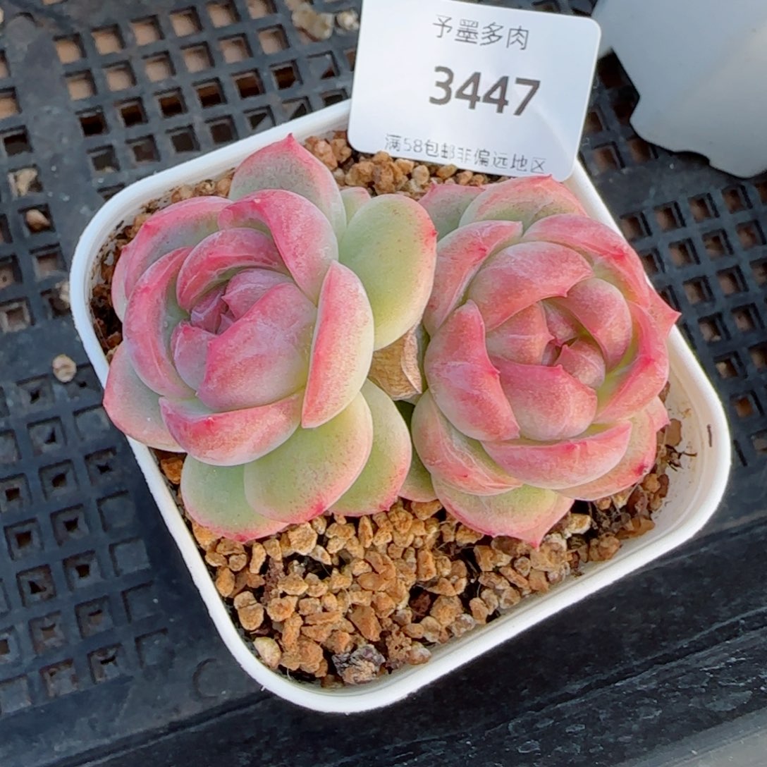 黑果糖优选，3447多肉