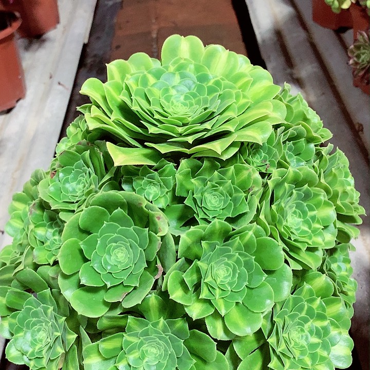 琉璃捧花，多肉植物