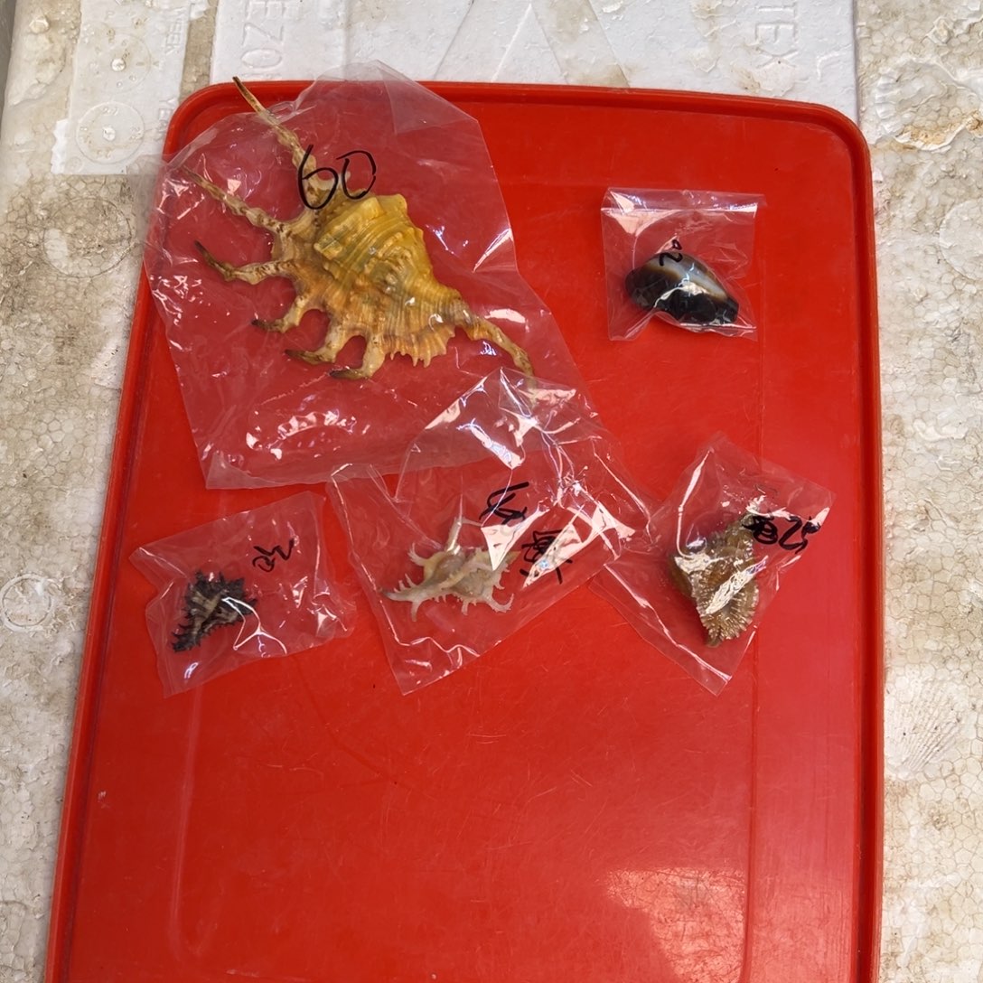 摆件哈哈哈哈哈哈恍恍惚惚回家哈哈哈