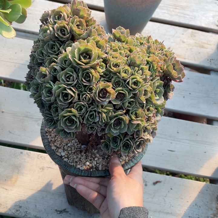 多肉的鱼也可以是你喜欢我和