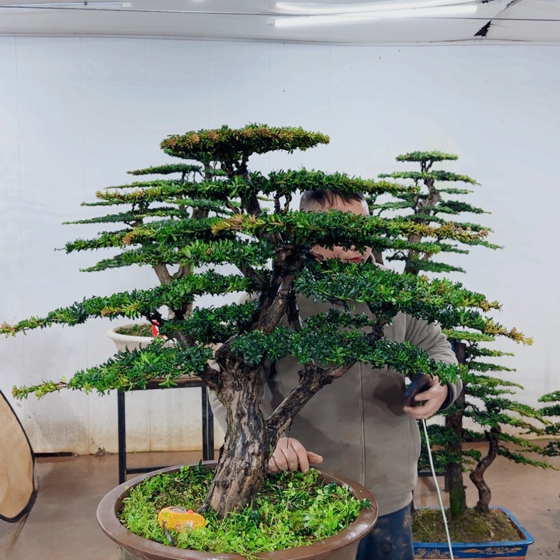 心***成无花朵盆景园林……