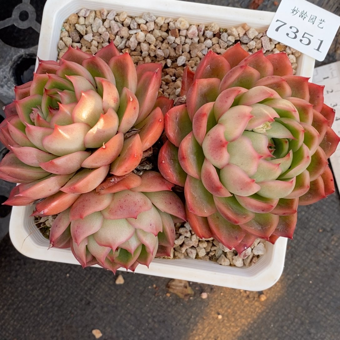 7351杂交多肉老桩