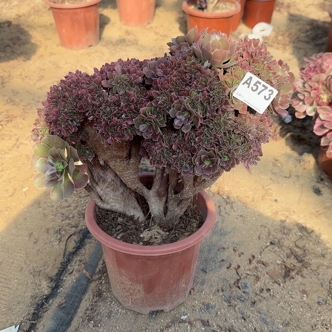 573火玫瑰朵朵一颗呀呀