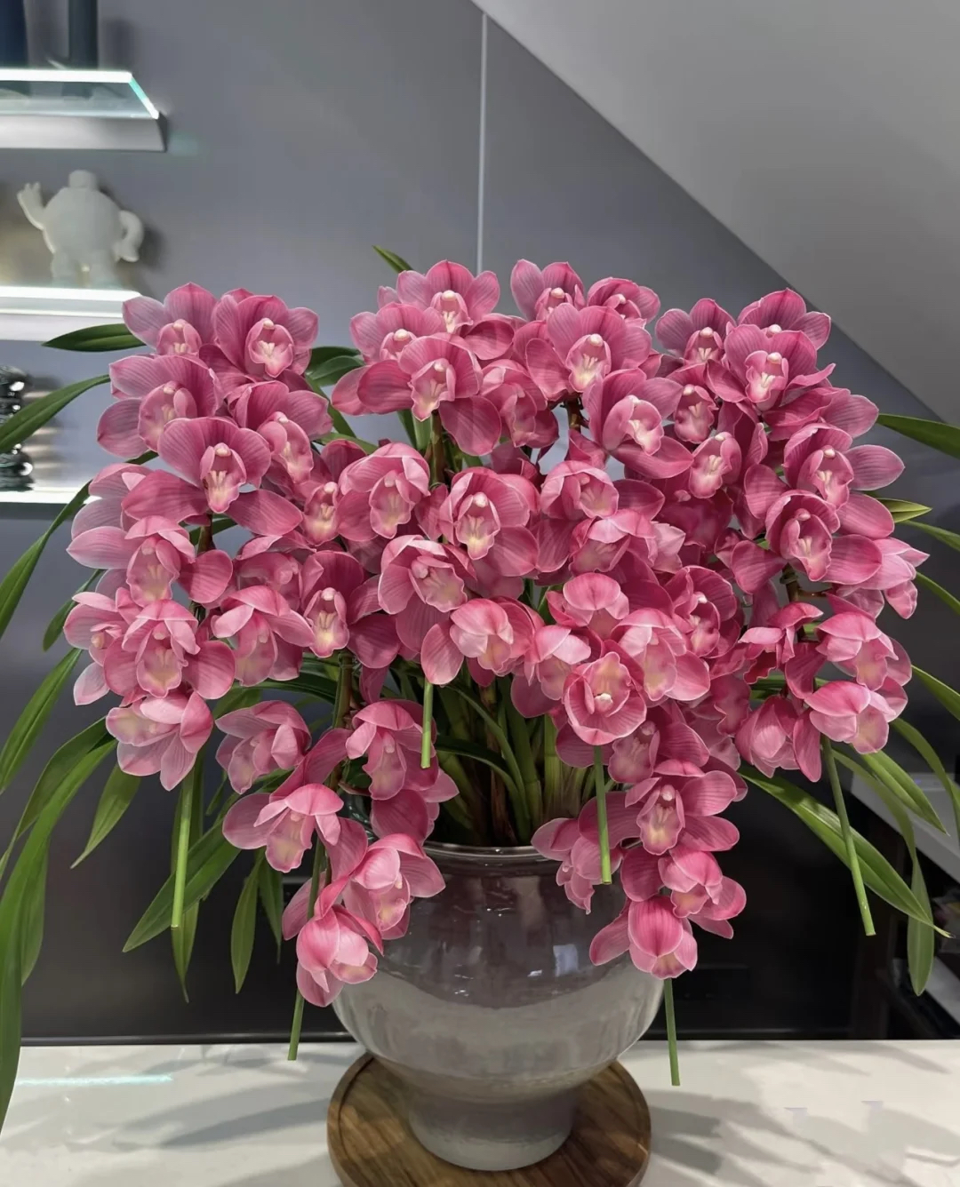 大花蕙兰六朝金粉*粉色系天花板早花*室内花卉*兰花基地直发