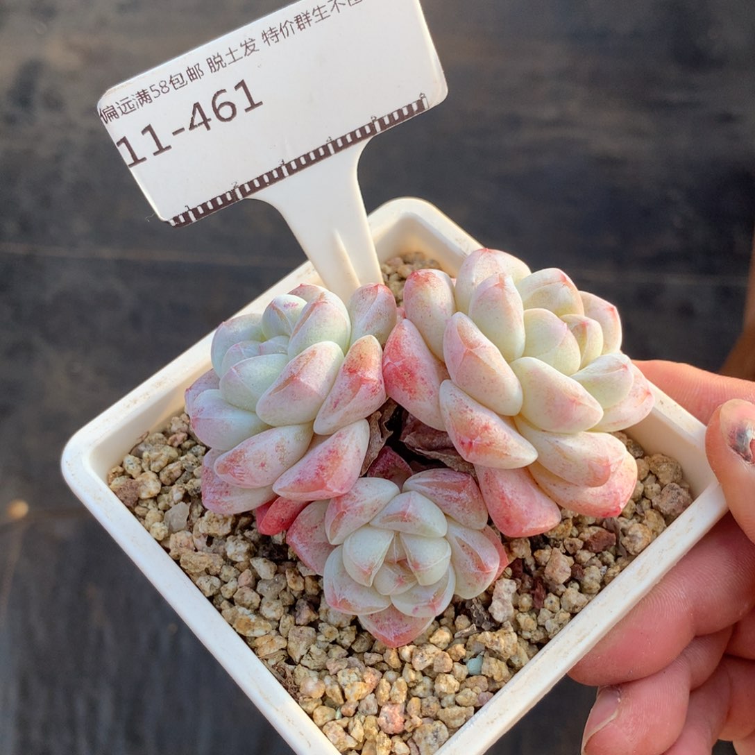 冰玉老桩精品多肉58包邮