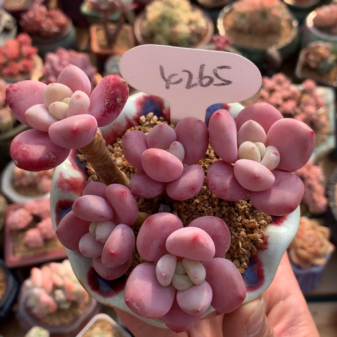 洛神老桩4265多肉