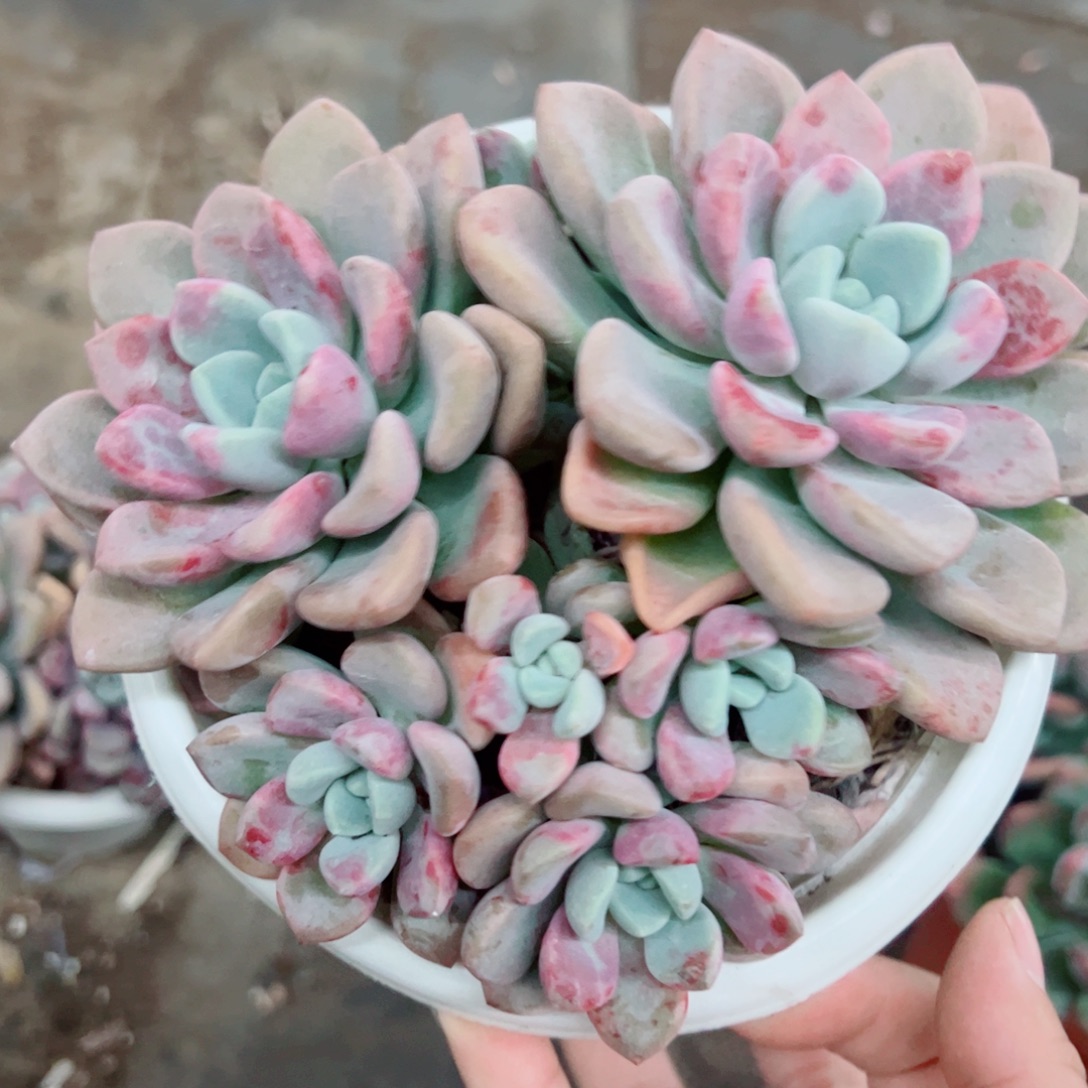 花斑露双头带仔老桩