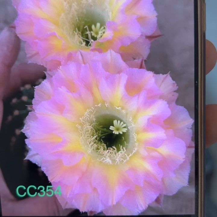 无花朵仙人球侧芽歪cc354
