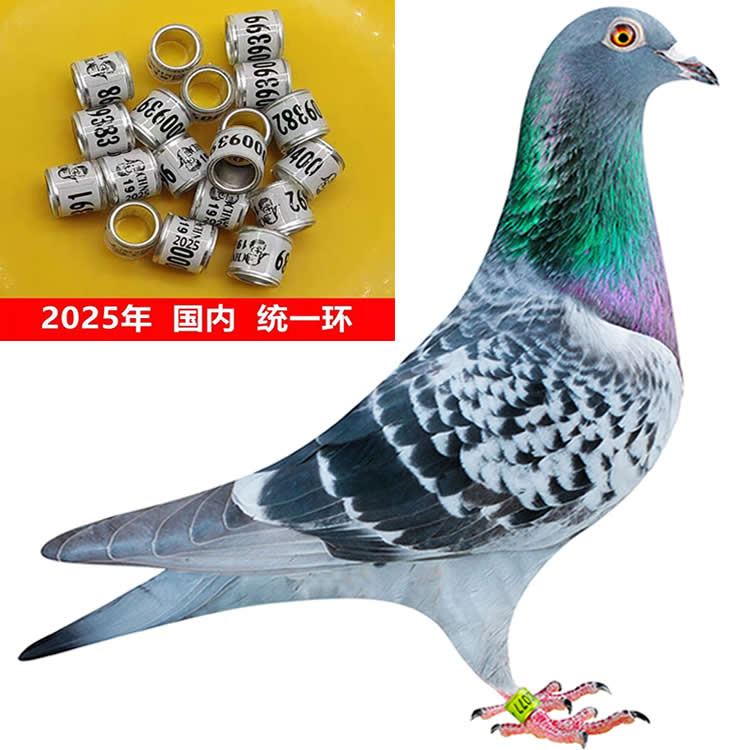 信鸽成绩鸽信鸽足环