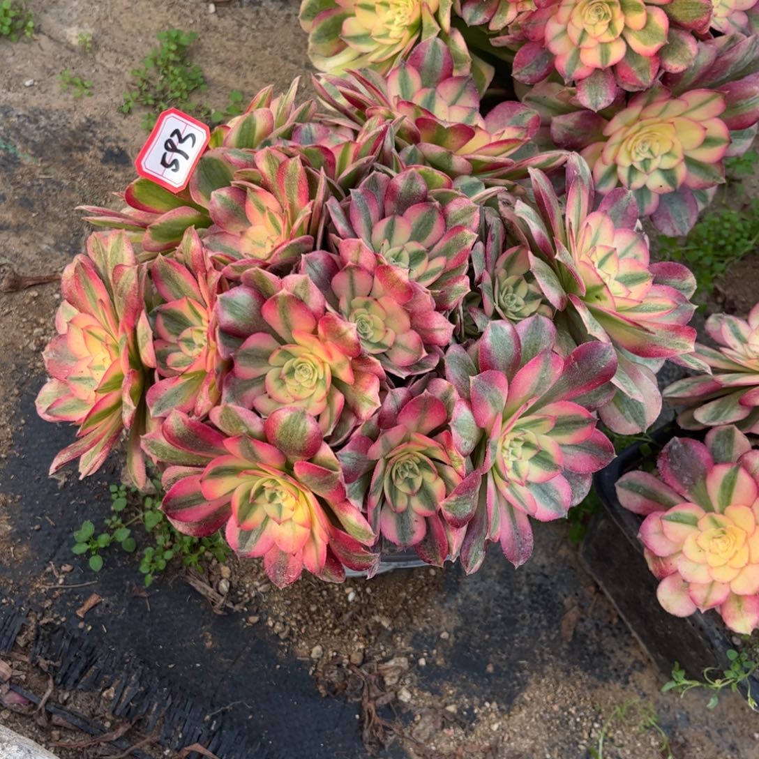 593多肉植物荔枝朵朵