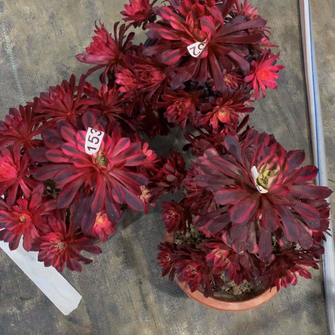 黑铜白153多肉三颗