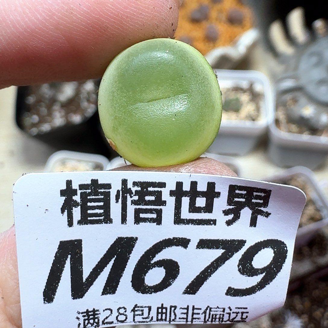 多肉植物的润泽额额