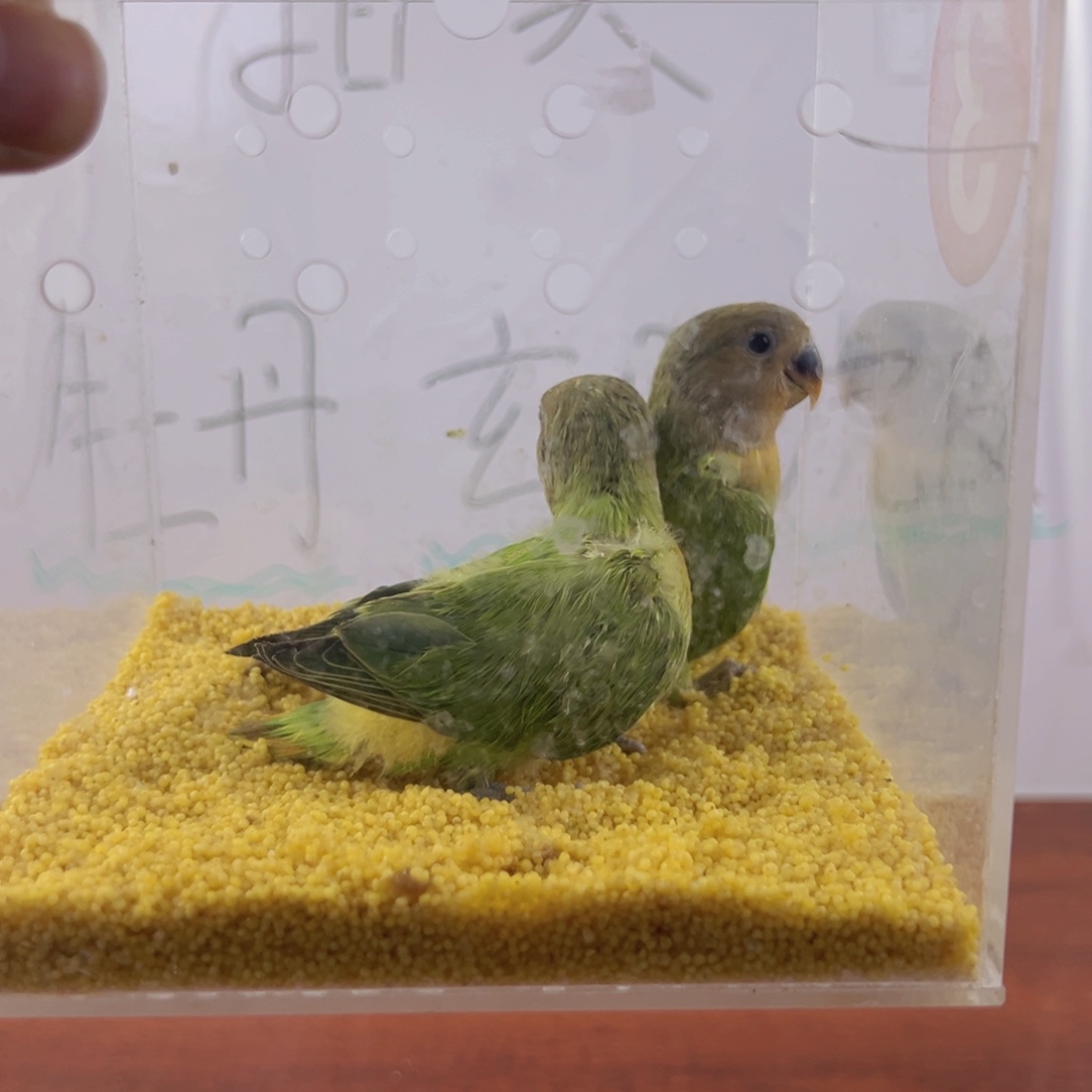 虎皮鹦鹉金头绿闪一对开始