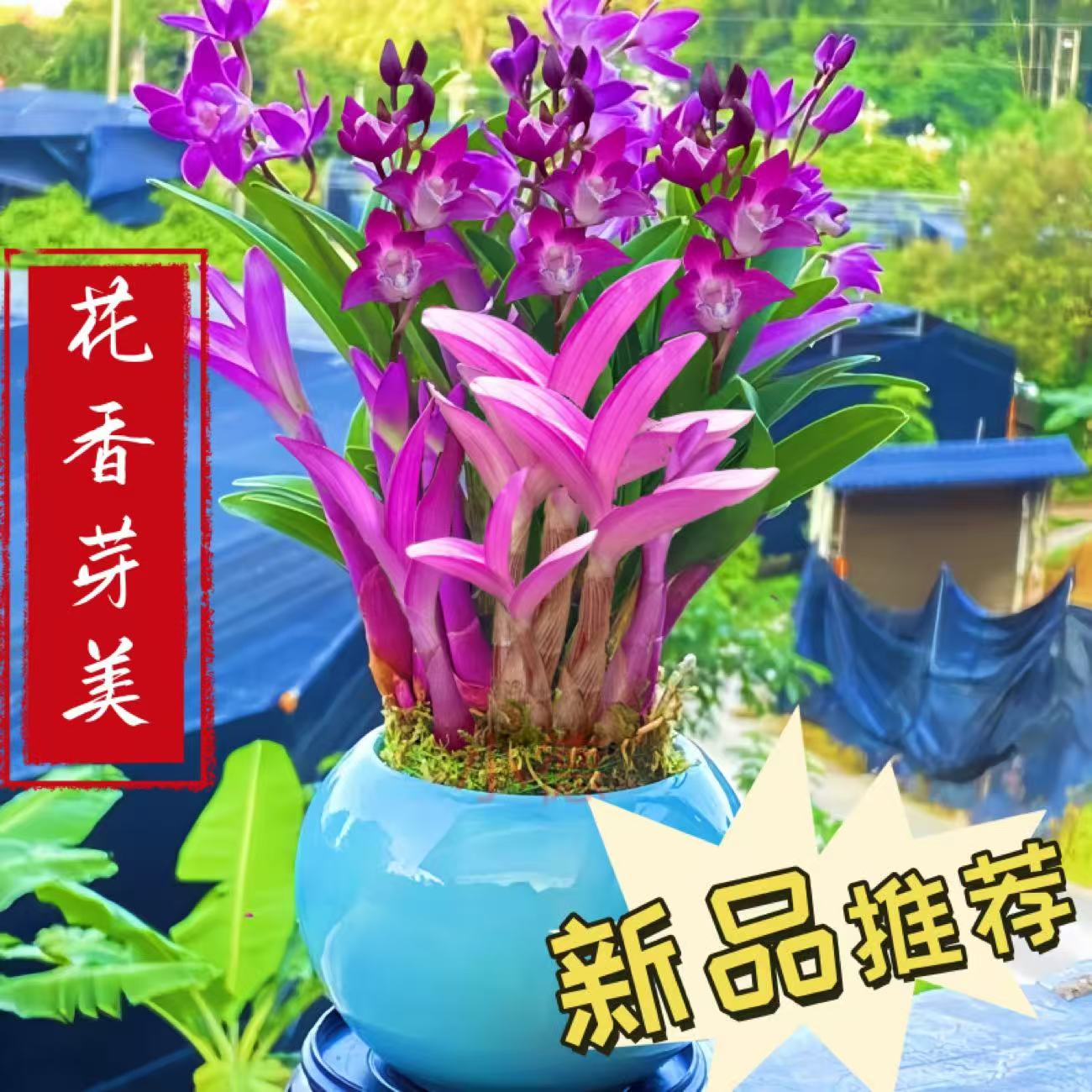 七彩香水石斛兰精品澳洲石斛浓香型土培水培室内绿植花卉好养