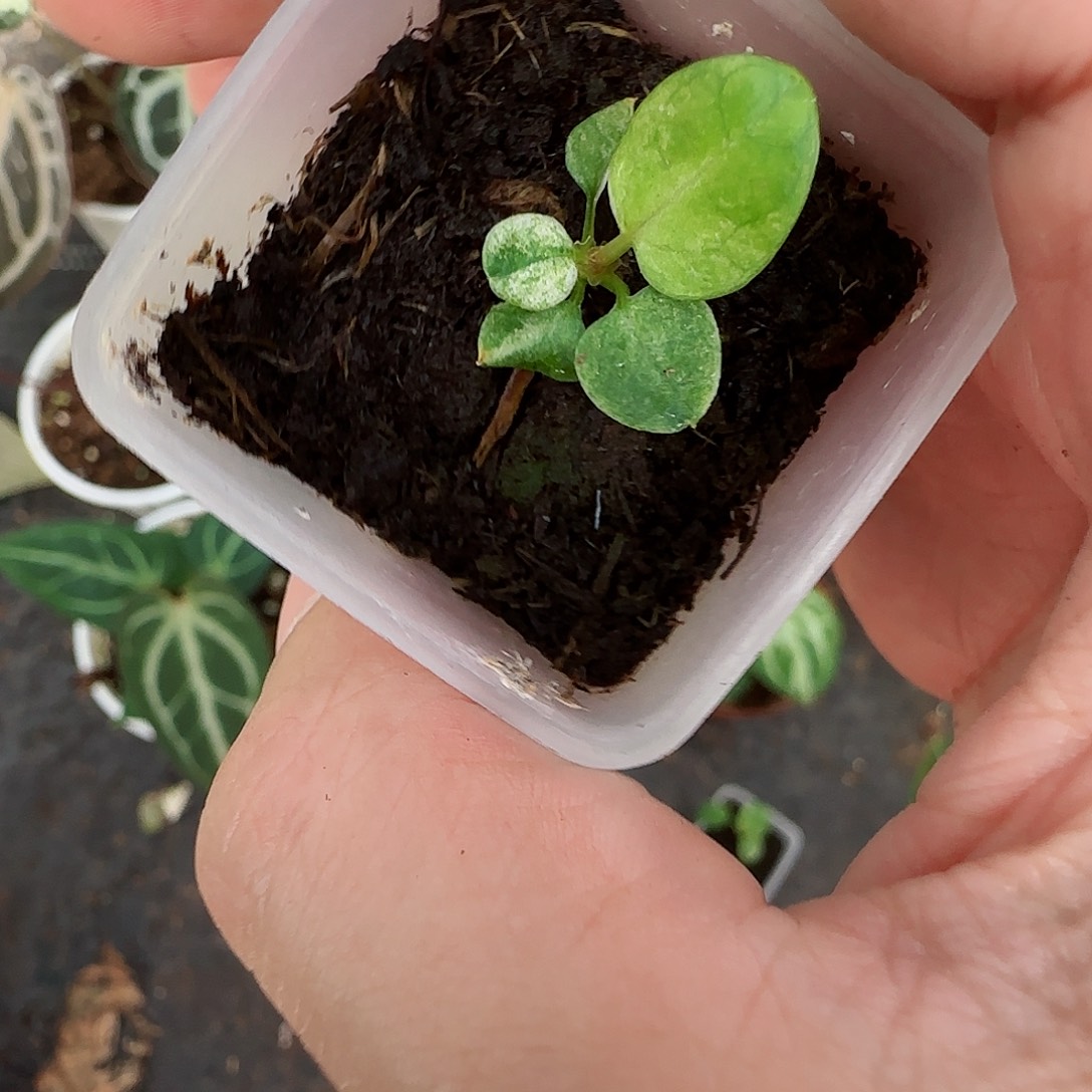 完全开放华丽锦杂籽播