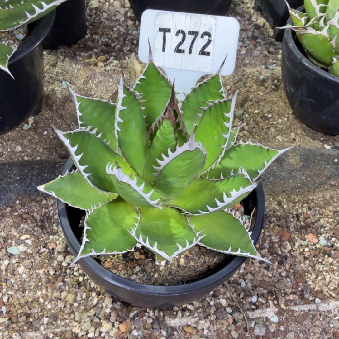 C****福利强密刺霍利达脱土发