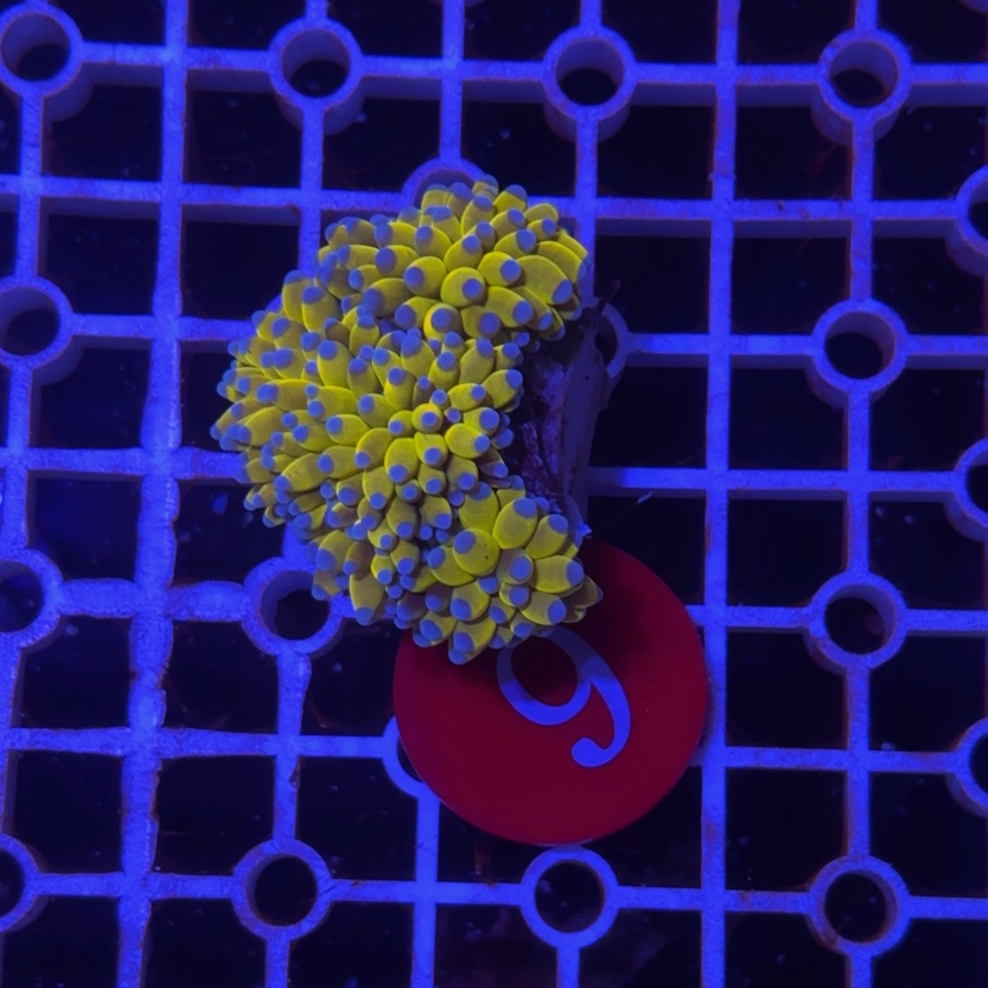 万鱼来朝海水观赏