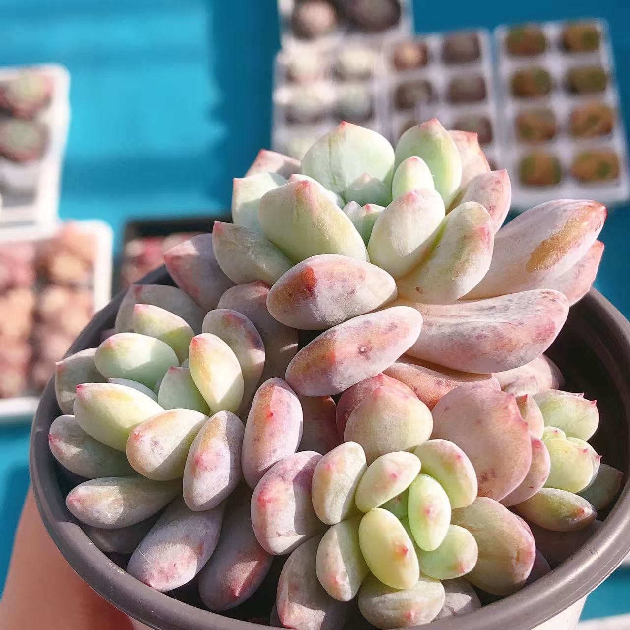 多肉植物   群生星影石化一颗（尺寸8左右）满28包邮除偏远