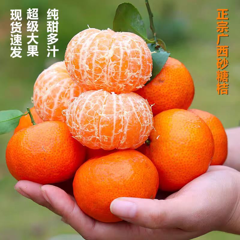 正宗广西桂林砂糖橘应季水果香甜多汁现摘现发高山无污染沙糖橘