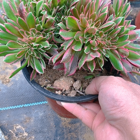 222女神缀化多肉植物