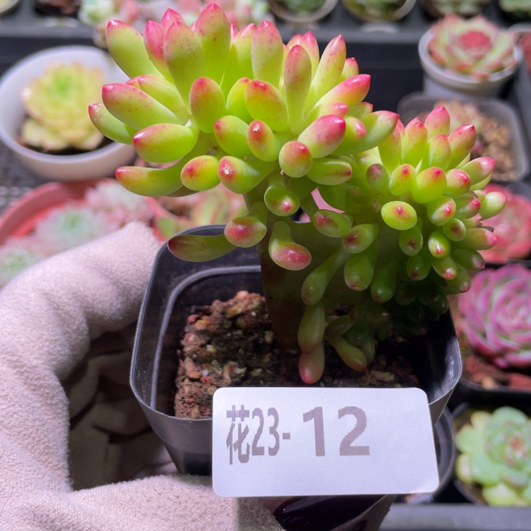 花利美23-12青松缀化