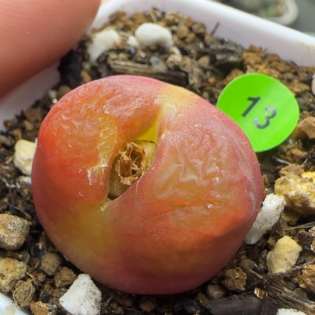 水蜜桃2.5多肉植物13