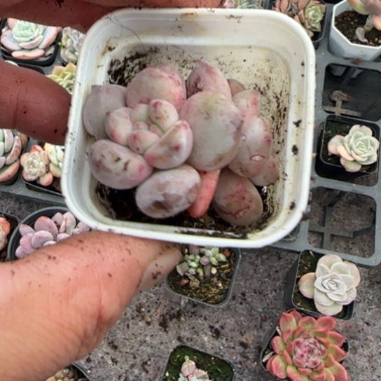 媛***~101半夏多肉植物多