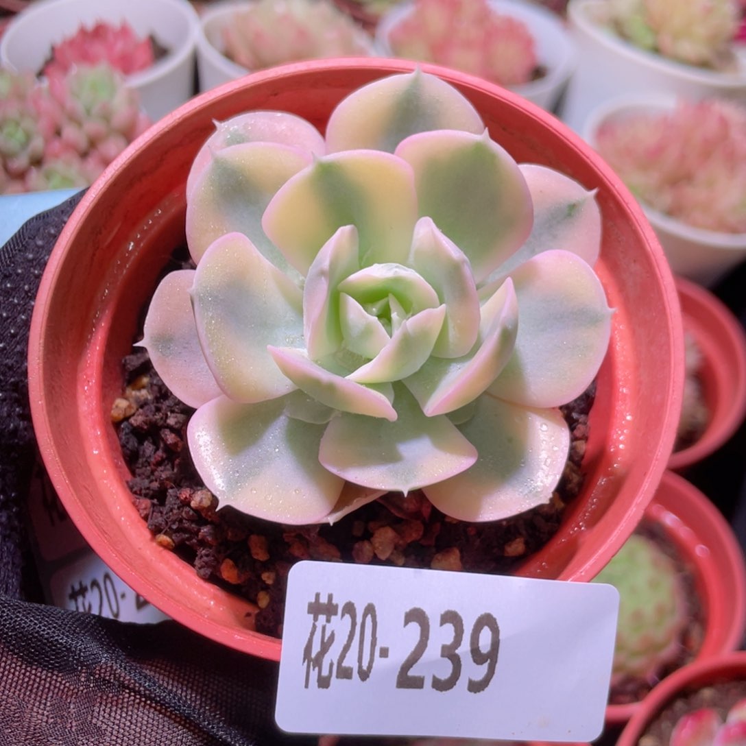 花利美20-239鲁氏锦