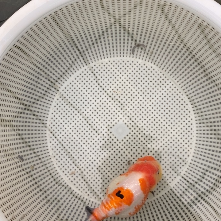 金鱼中原新隆观赏鱼