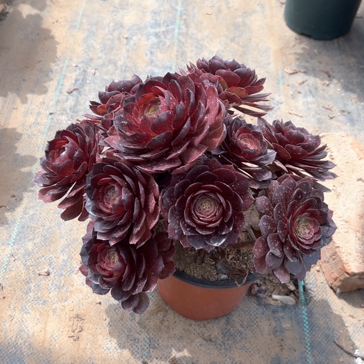 黑魔多肉多肉多肉28