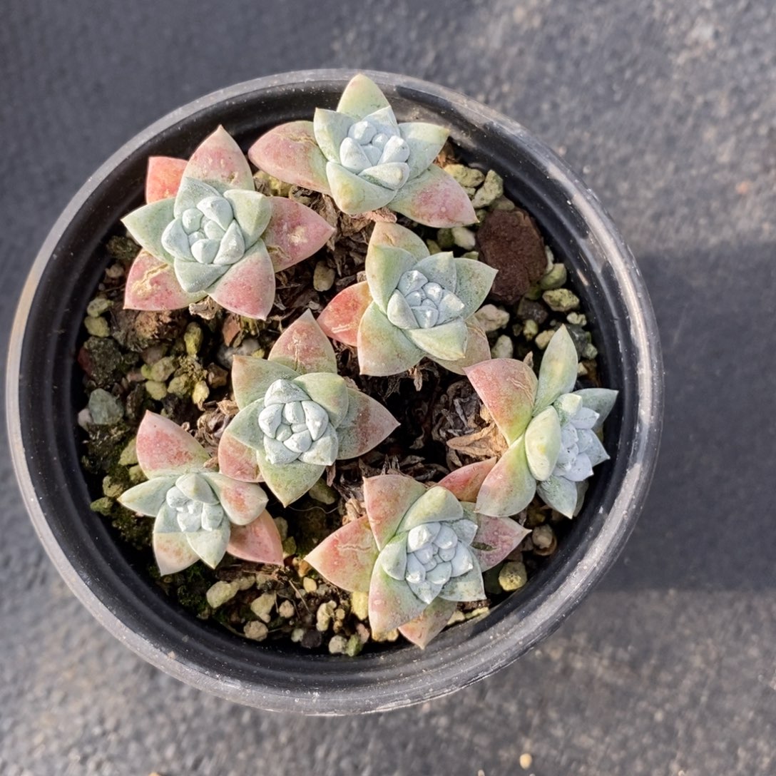 格诺马满根包邮非偏