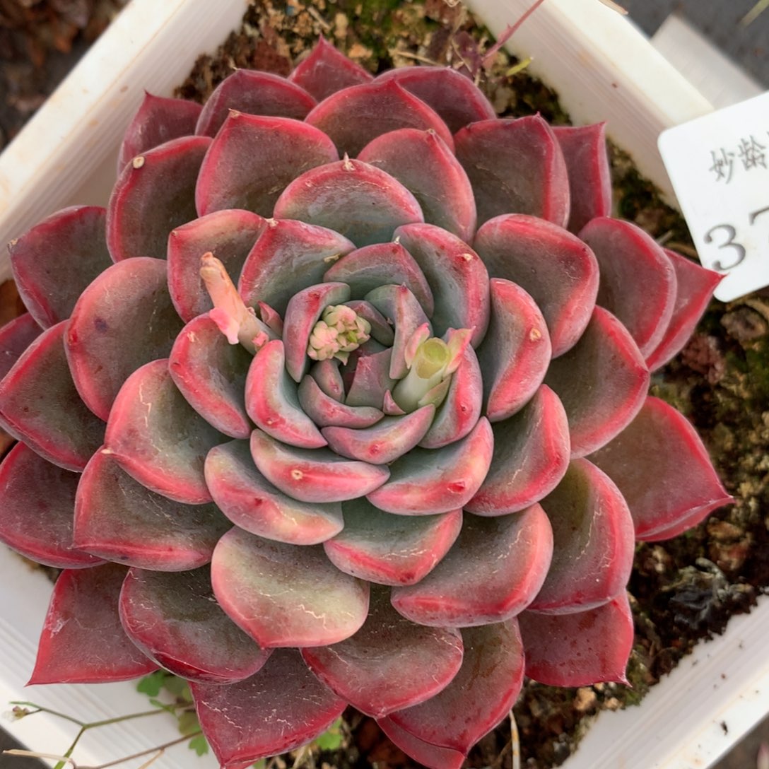 3710杂交多肉植物