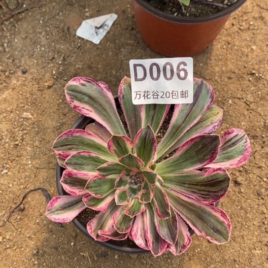 006拉丝锦锦多肉植物