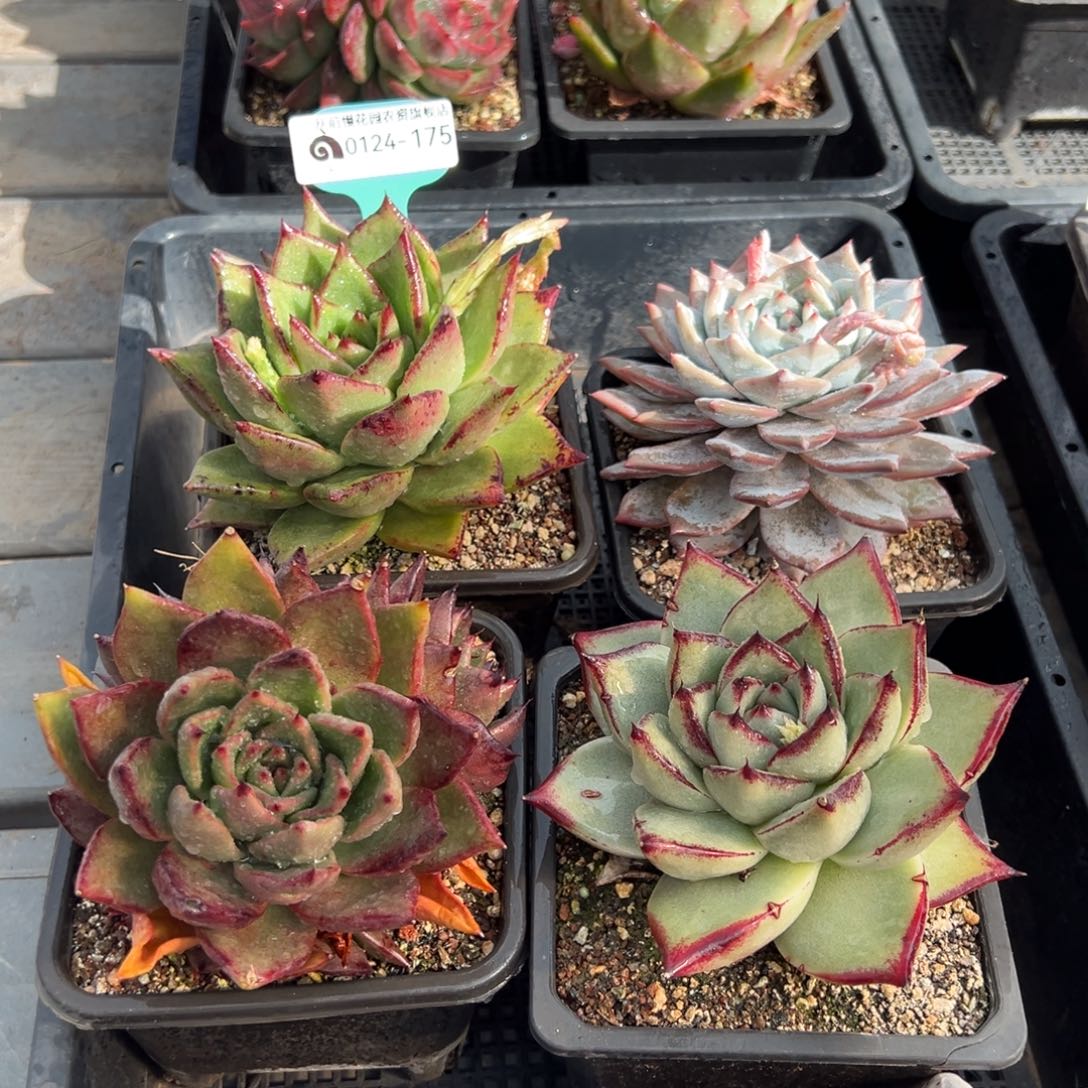 从前慢多肉精选编号0124.175