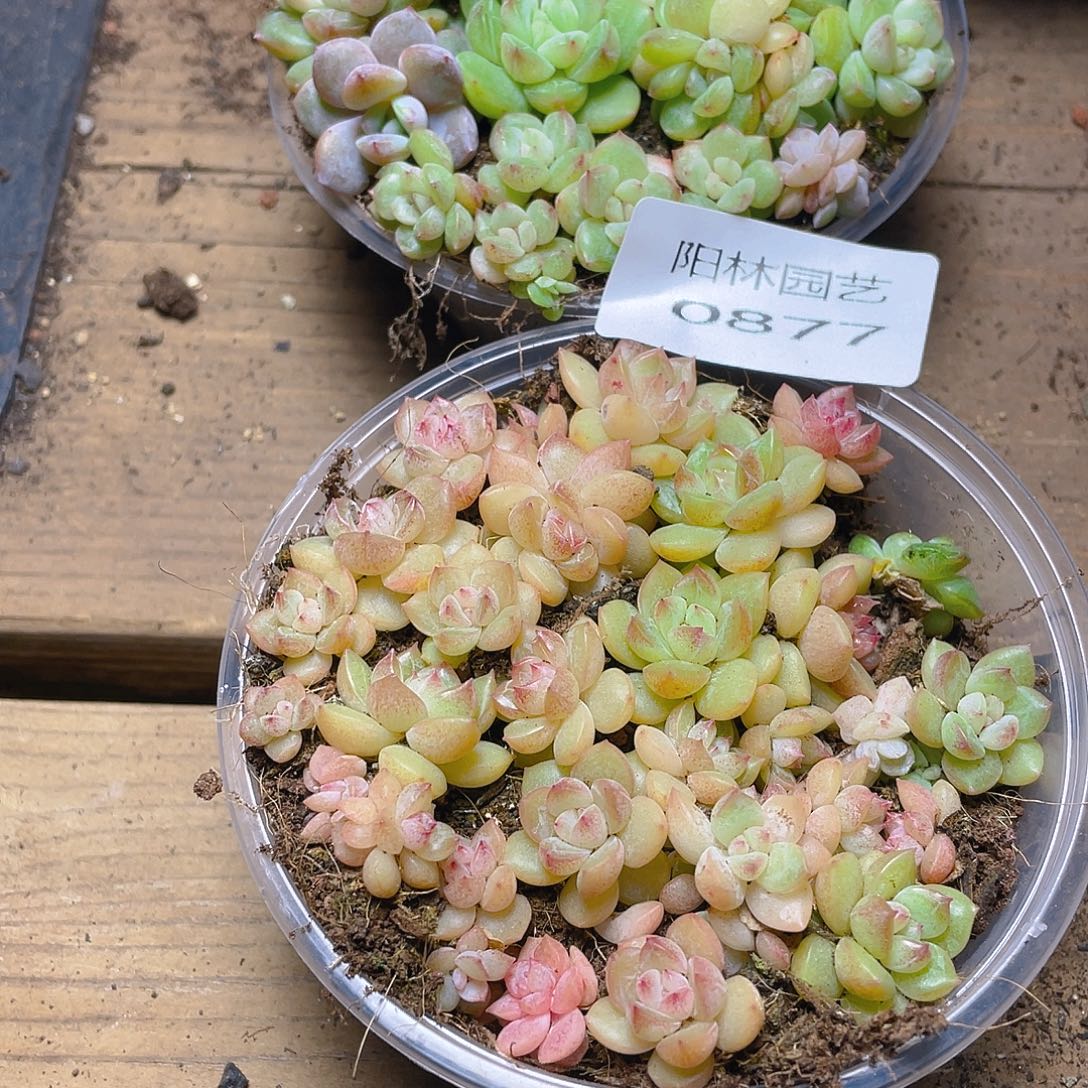 搞***思多肉植物多肉植物877