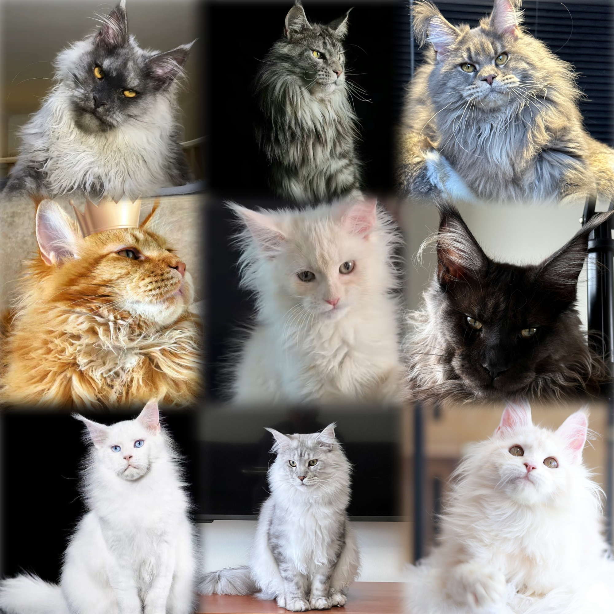 跃宠郡缅因猫舍纯种活体链接