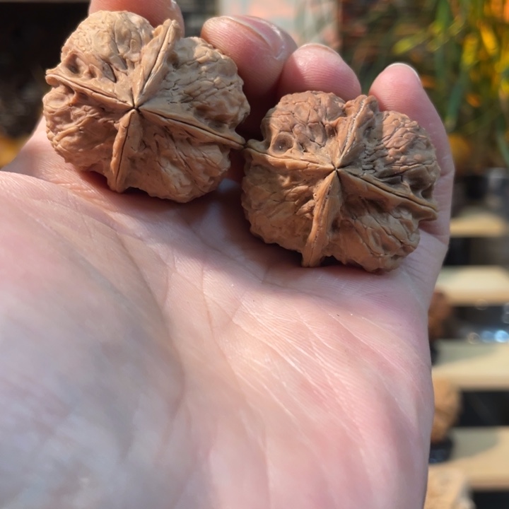 贾***利文玩核桃把件编号10